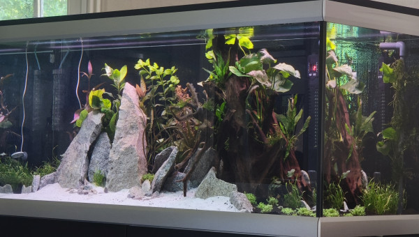 Juste planté