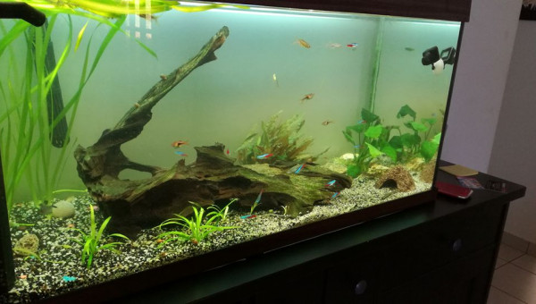 aquarium 180 litre