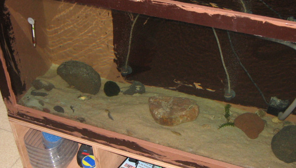 Quelques poissons du bac