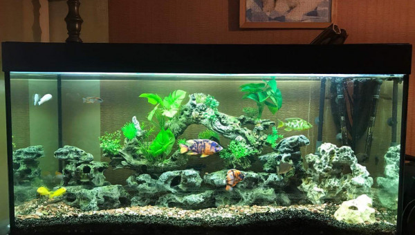 biotope du malawitte