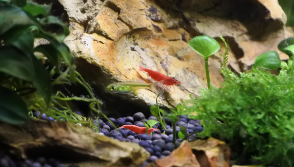 Microdevario et crevettes red sherry