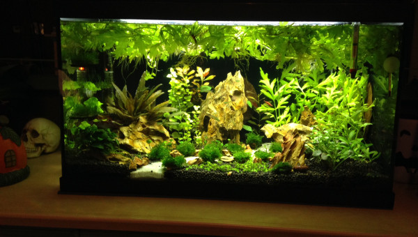 Apres 2 mois de mise en eau et apres quelque changements