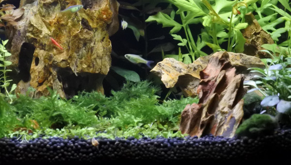 Microdevario kubotai