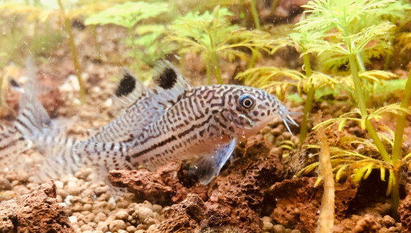 Corydoras julii