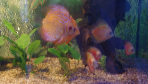 discus et ses netoyeurs