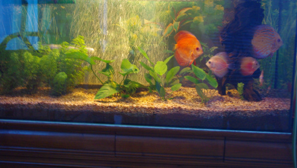 discus et ses netoyeurs