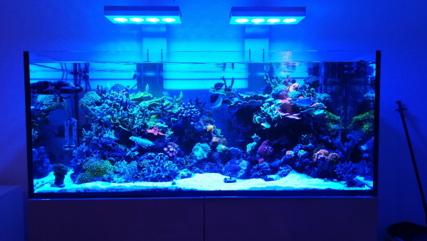 Elos 120 en début de dodo