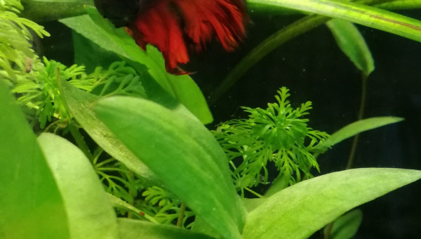 Aquarium Bêta Splendens