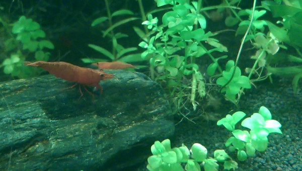 Crevettes Sakura red