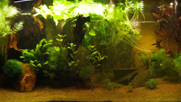 120L biotope asiatique