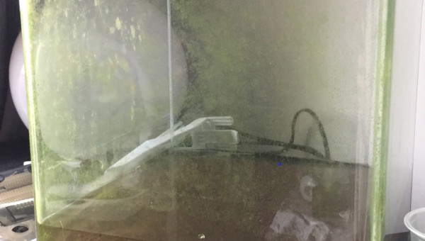 2017.11.10 Invasion physes et algues