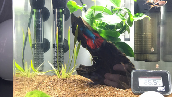 2017.11.17 Faune et flaure