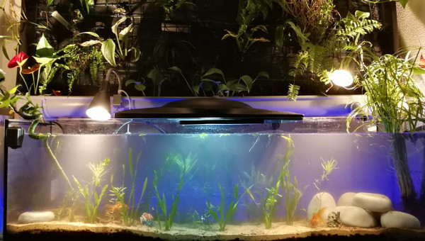 maurice et valentine