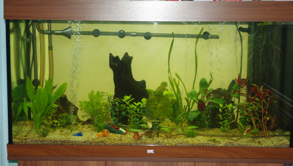 Juwel 350 12 ème jour