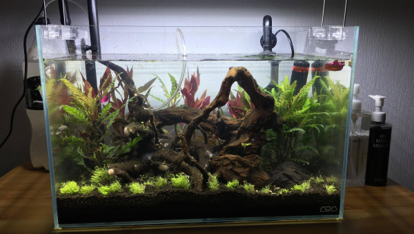 Nano Amazonien 34L