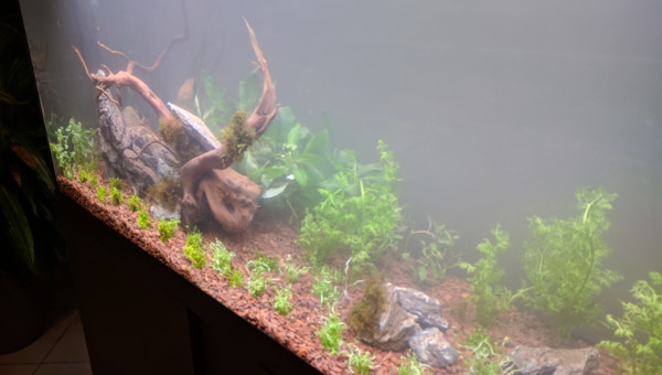 Bac australo-guineen