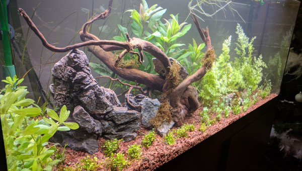 Bac australo-guineen