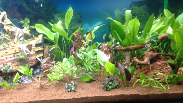 22 octobre 2017 deuxième plantation