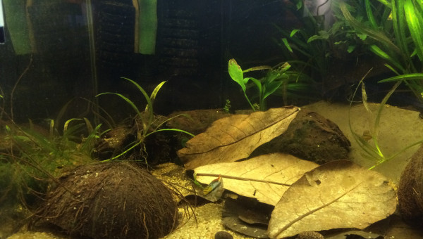 Spécifique Apistogramma Trifasciata