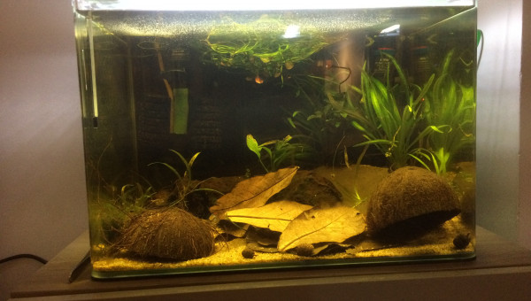 Spécifique Apistogramma Trifasciata