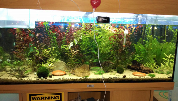 Crevettes et corydoras