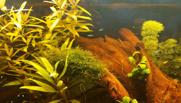 introduction cardinalis