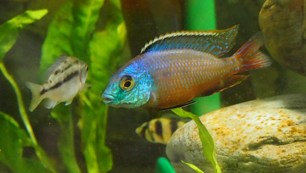 Protomelas taeniolatus