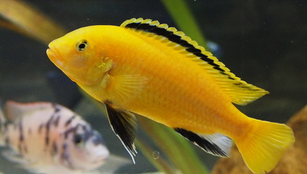 Labidochromis caeruleus "kakusa"