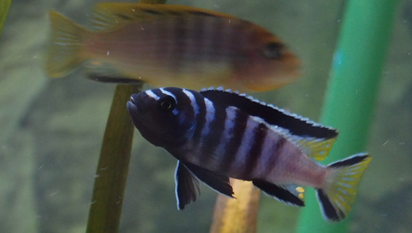 Pseudotropheus Elongatus Mpanga