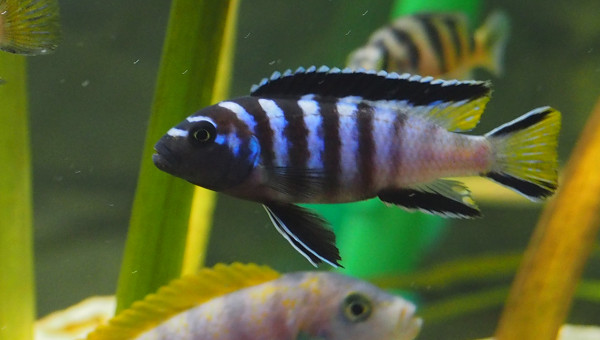 Pseudotropheus Elongatus Mpanga