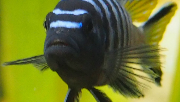 Pseudotropheus Elongatus Mpanga