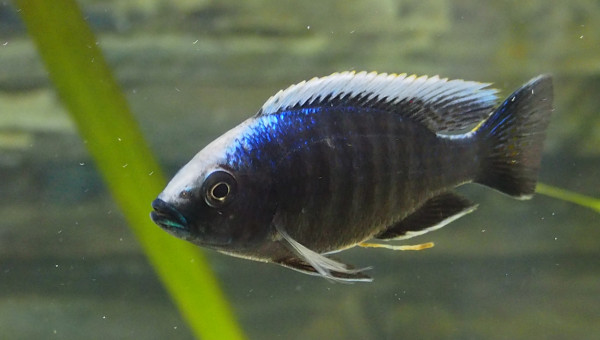 copadichromis mloto (trewavasae) ivory lupingu