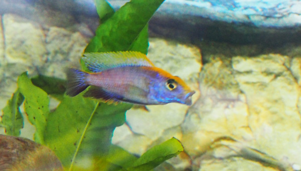 otopharynx lithobates