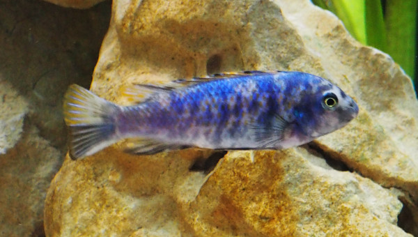 Labeotropheus trewavasae Thumbi West Island