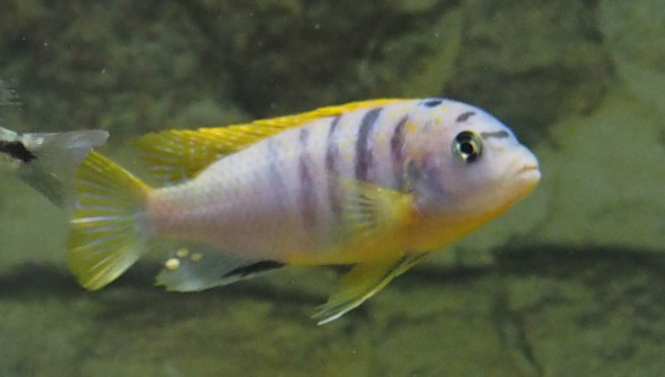 labidochromis sp. hongi