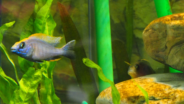 otopharynx lithobates