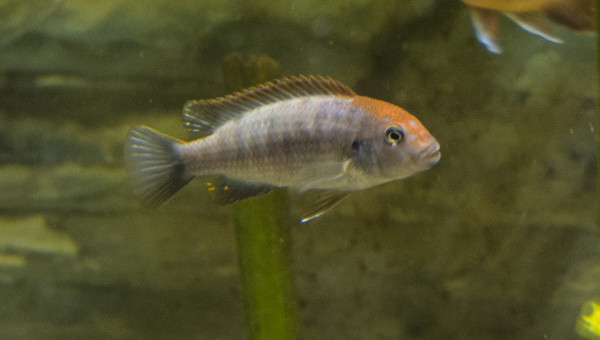pseudotropheus perspicax red top ndumbi