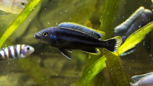 melanochromis chipokae