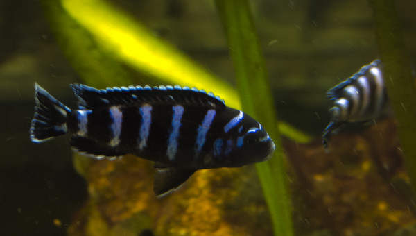 pseudotropheus demasoni