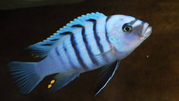 cynotilapia sp. hara gallireya reef