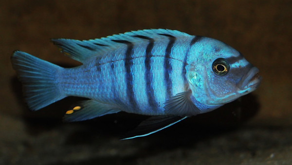 cynotilapia sp. hara gallireya reef