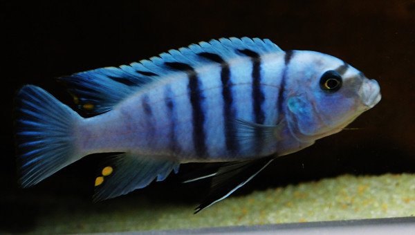 cynotilapia sp. hara gallireya reef