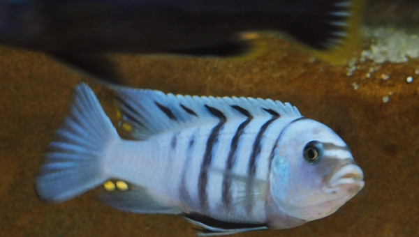 cynotilapia sp. hara gallireya reef