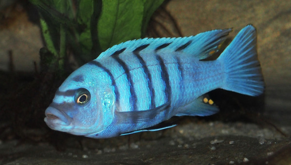 cynotilapia sp. hara gallireya reef