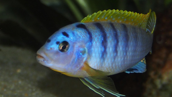 labidochromis sp. hongi