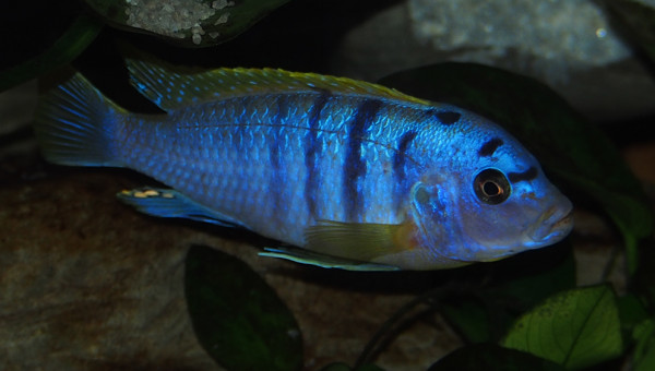 labidochromis sp. hongi