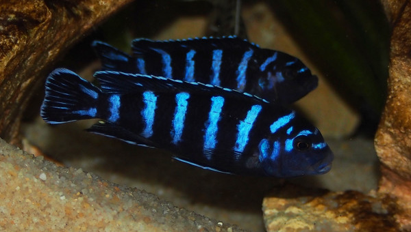 pseudotropheus demasoni