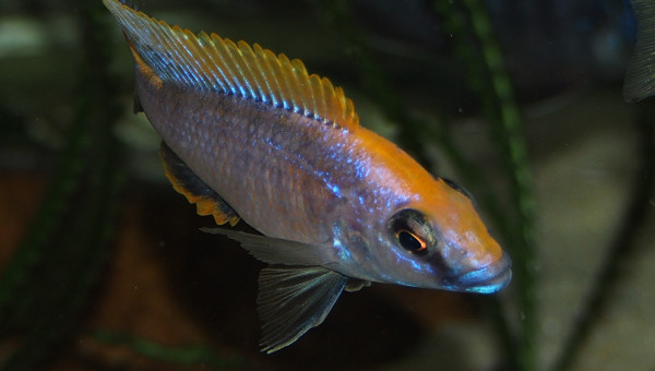 otopharynx lithobates