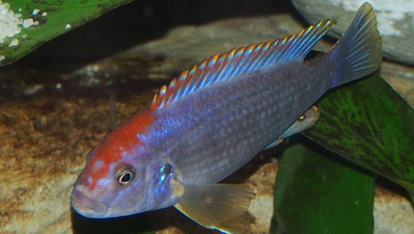 pseudotropheus perspicax red top ndumbi