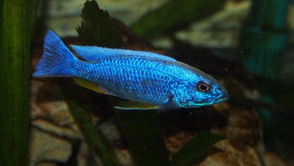 sciaenochromis fryeri iceberg